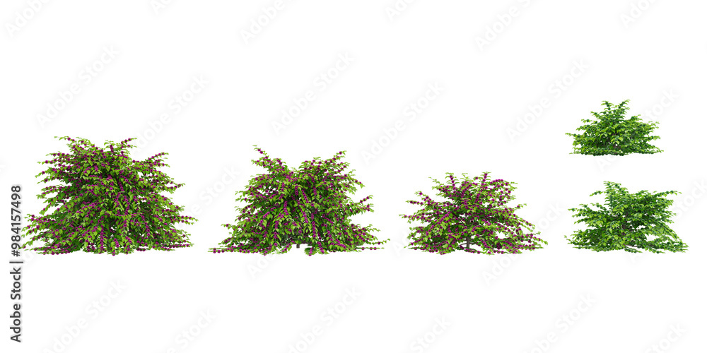 Fototapeta premium collection of American beautyberyy trees beautiful isolated on white background
