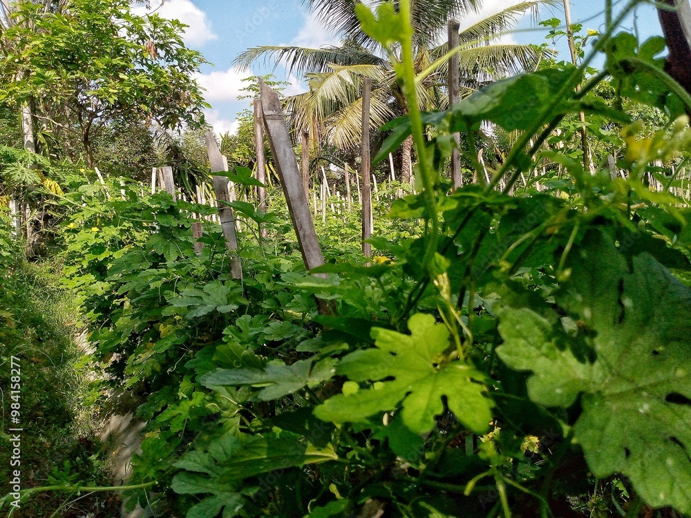 Photo of bitter melon agricultural land. This vegetable has a slightly bitter taste and grows in Asia. Photo of bitter melon agricultural land. This vegetable has a slightly bitter taste and grows in Asia.