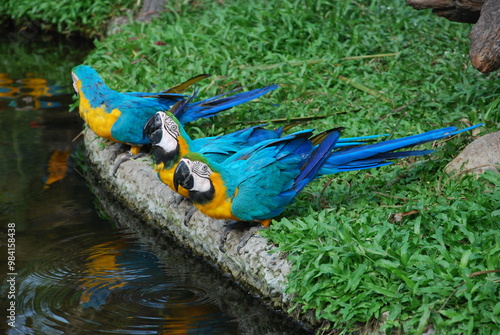 These feathered creatures are marvels of evolution, possessing unique adaptations that allow them to fly, swim, and even run at impressive speeds. photo