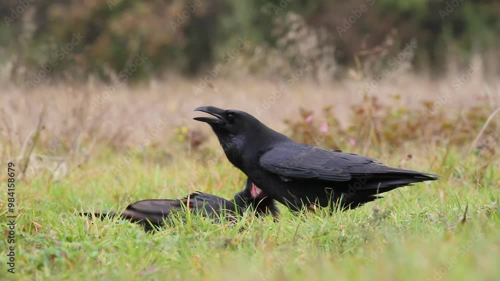 Bird two Common Raven Corvus corax, dark style big black scary bird walking on a meadow, Helloween Bird two Common Raven Corvus corax, dark style big black scary bird walking on a meadow, Helloween