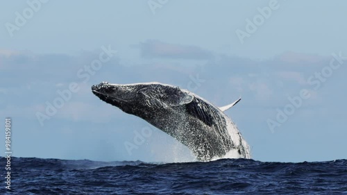 Humpback whale jump Megaptera breaches near East London South Africa. Shot in Tonga or South Africa. Humpback whale jumps out of the water Slow motion. Wildlife giant marine mammals. Amazing animals