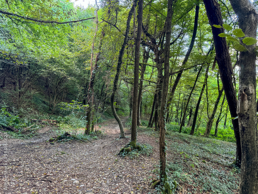 Fototapeta premium A serene forest path surrounded by lush greenery and tall trees, inviting peaceful exploration and a connection with nature