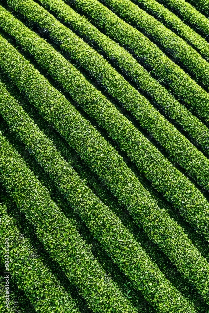 Vibrant green tea plants form a mesmerizing pattern in the field. Vibrant green tea plants form a mesmerizing pattern in the field.