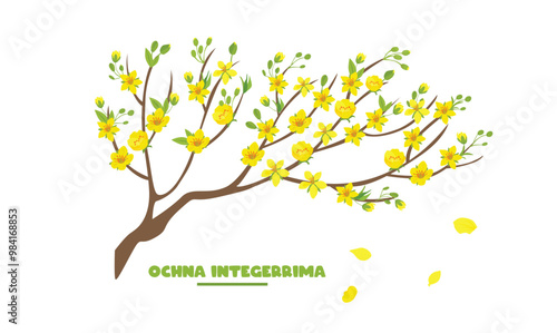 Ochna integerrima tree branch vector. Ochna flower clip art. Vietnam traditional new year flower clipart, hoa mai. Tet flower. Apricot blossom. Flat vector in cartoon style isolated on white.