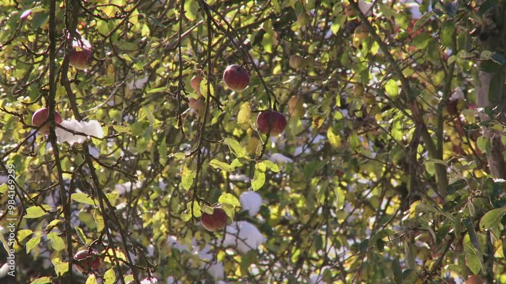 first snow on an apple tree with fruit in October is melting first snow on an apple tree with fruit in October is melting