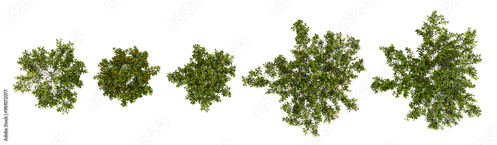 Set of Bearberry trees on transparent background from the top view Set of Bearberry trees on transparent background from the top view