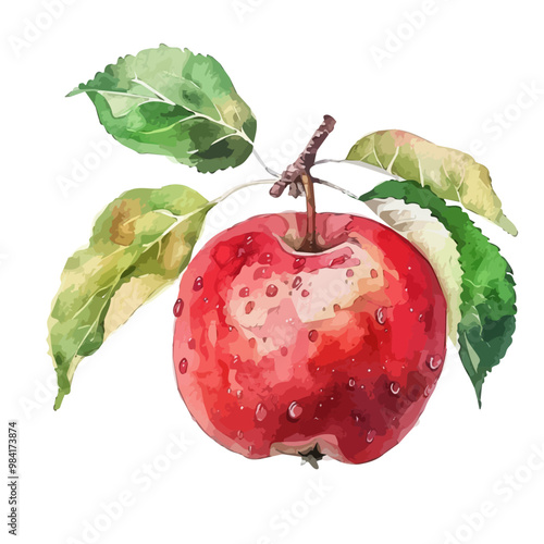 Watercolor vector of red Apple, isolated on a white background, and Apple vector