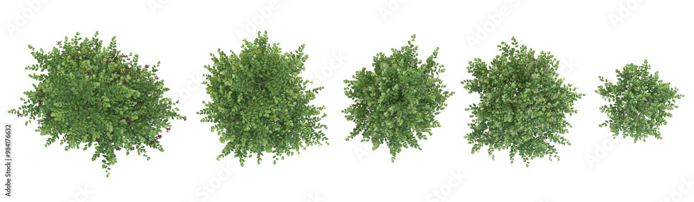 Top view of Japanese snowball shasta Trees isolated on white background Top view of Japanese snowball shasta Trees isolated on white background