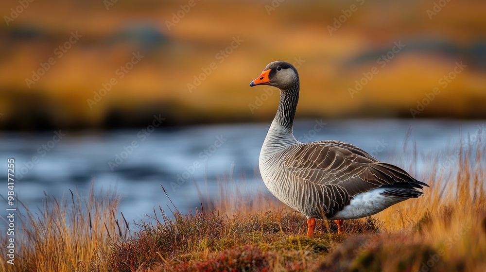 Greylag goose standing on a rock on a rainy day