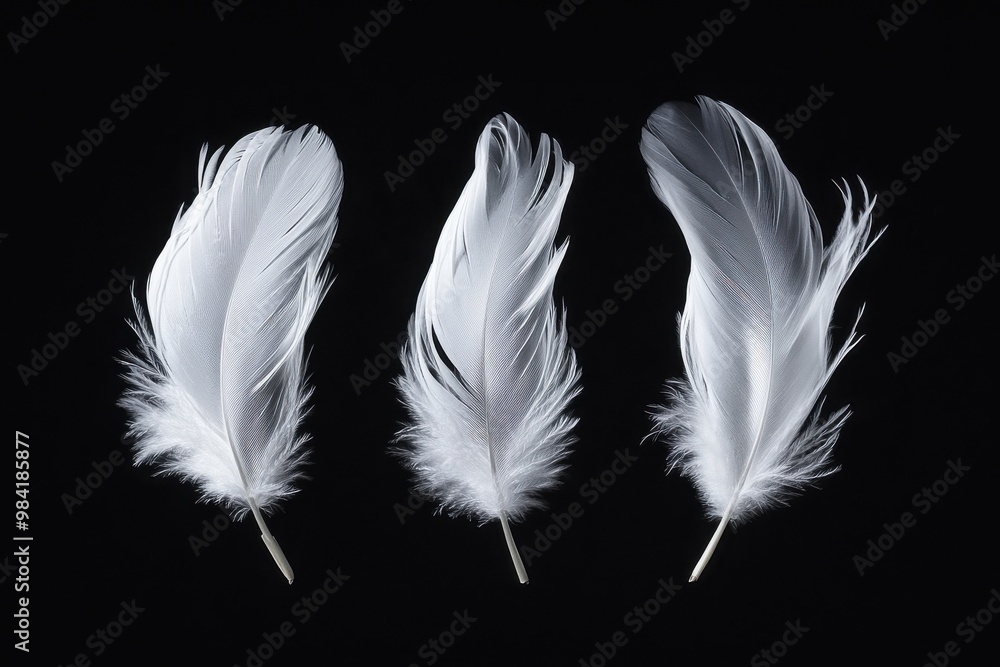 Three delicate, white feathers gently floating against a black background Three delicate, white feathers gently floating against a black background