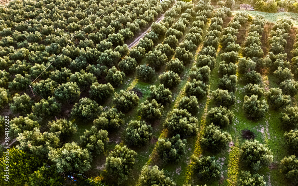 Olives plantation near Kalamaki in southern Peloponnese, Greece Olives plantation near Kalamaki in southern Peloponnese, Greece