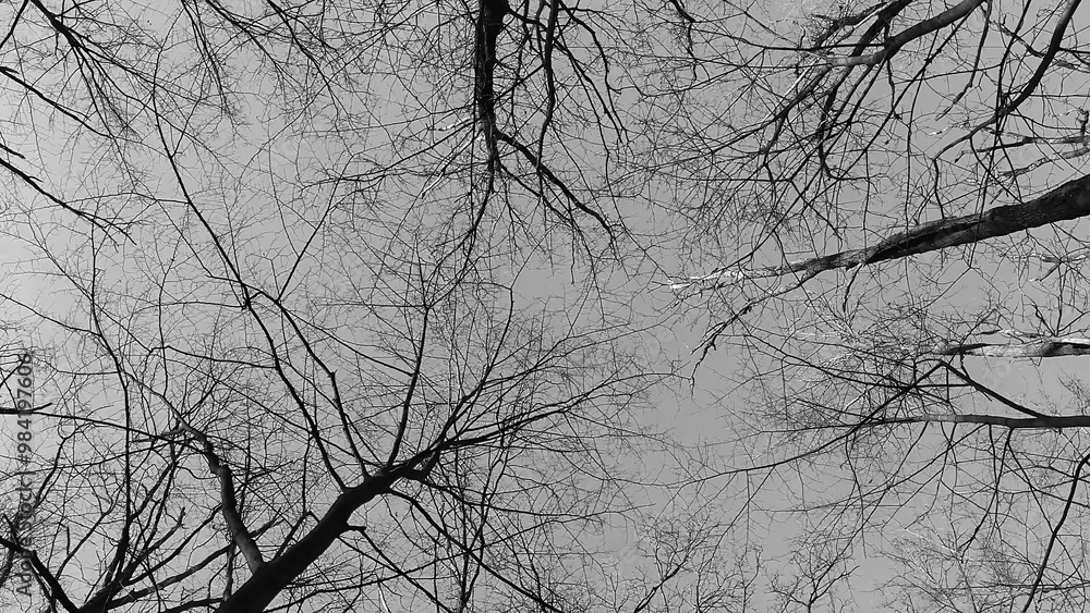 Winter forest trees and snow black and white grayscale monochrome background, lost in the woods Winter forest trees and snow black and white grayscale monochrome background, lost in the woods
