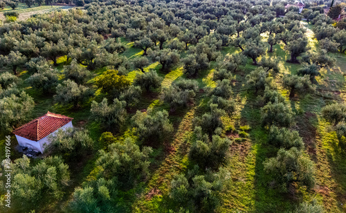 Olives plantation near Kalamaki in southern Peloponnese, Greece photo