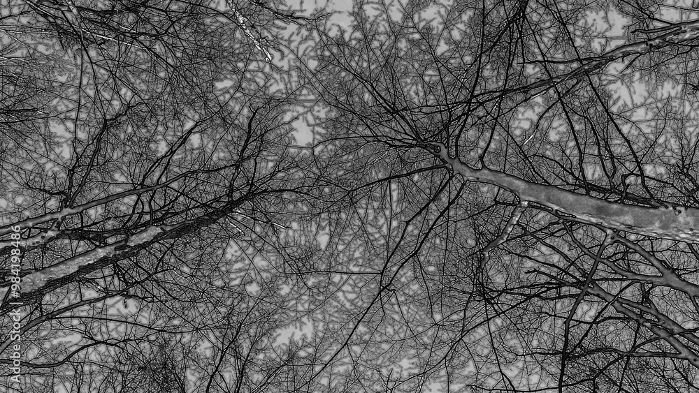 Winter forest trees and snow pencil drawn sketch background, lost in the woods Winter forest trees and snow pencil drawn sketch background, lost in the woods