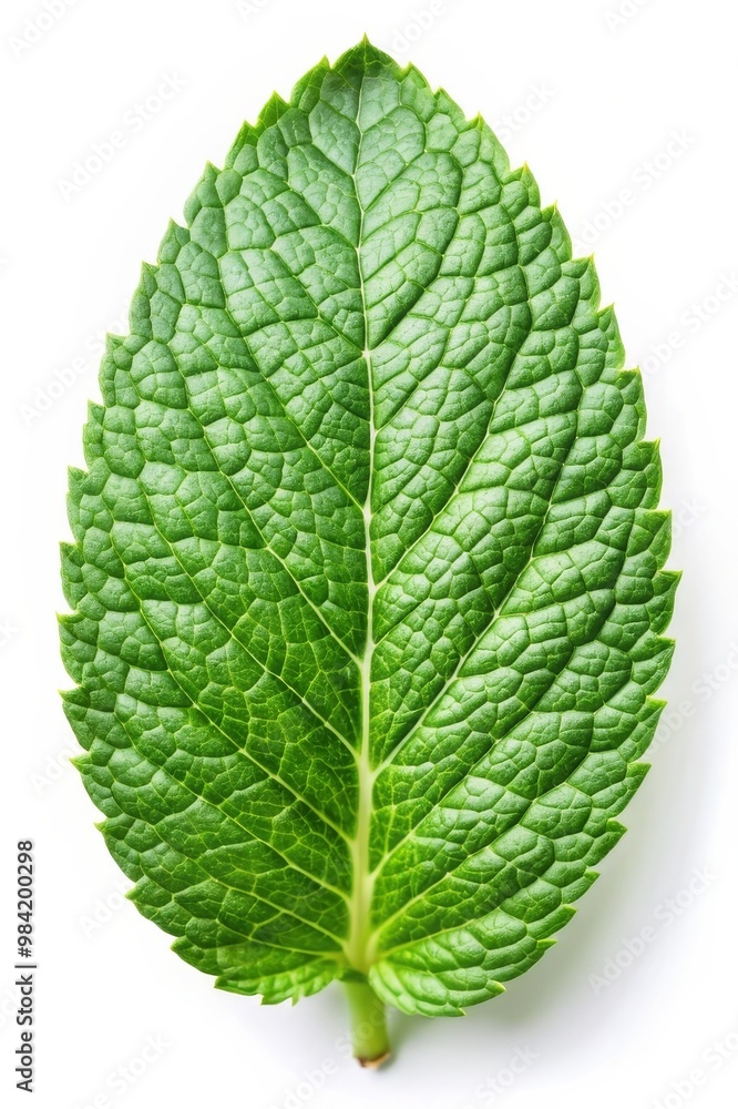 Fresh Spearmint Leaf Isolated on White Background - Herbal Plant Ingredient Fresh Spearmint Leaf Isolated on White Background - Herbal Plant Ingredient