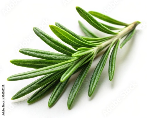 Rosemary Leaf Isolated on White Background - Fresh Herb for Culinary and Aromatherapy Uses