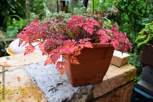 Herbst Hintergrund, rote Blätter von Storchschnabel, Geranium robertianum photo