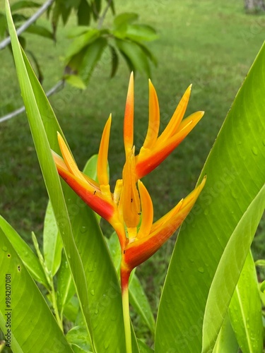 Heliconia psittacorum. Exotic yellow flower.