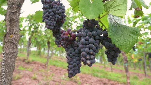 Wallpaper Mural Blue grapes, Pinot Noir wine growing on vine, vineyard in Trier, Moselle Valley, Germany, landscape and agriculture, rhineland palatine Torontodigital.ca