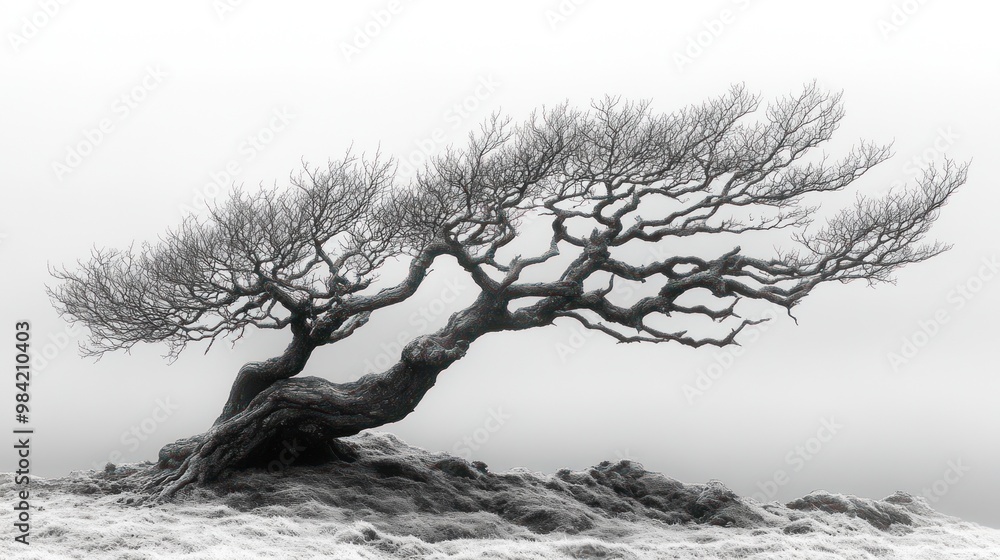 A solitary, windswept tree stands stark against a foggy backdrop. A solitary, windswept tree stands stark against a foggy backdrop.