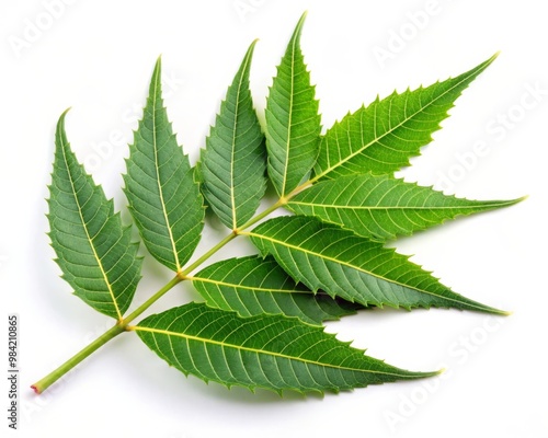 Fresh Neem Leaf Isolated on White Background