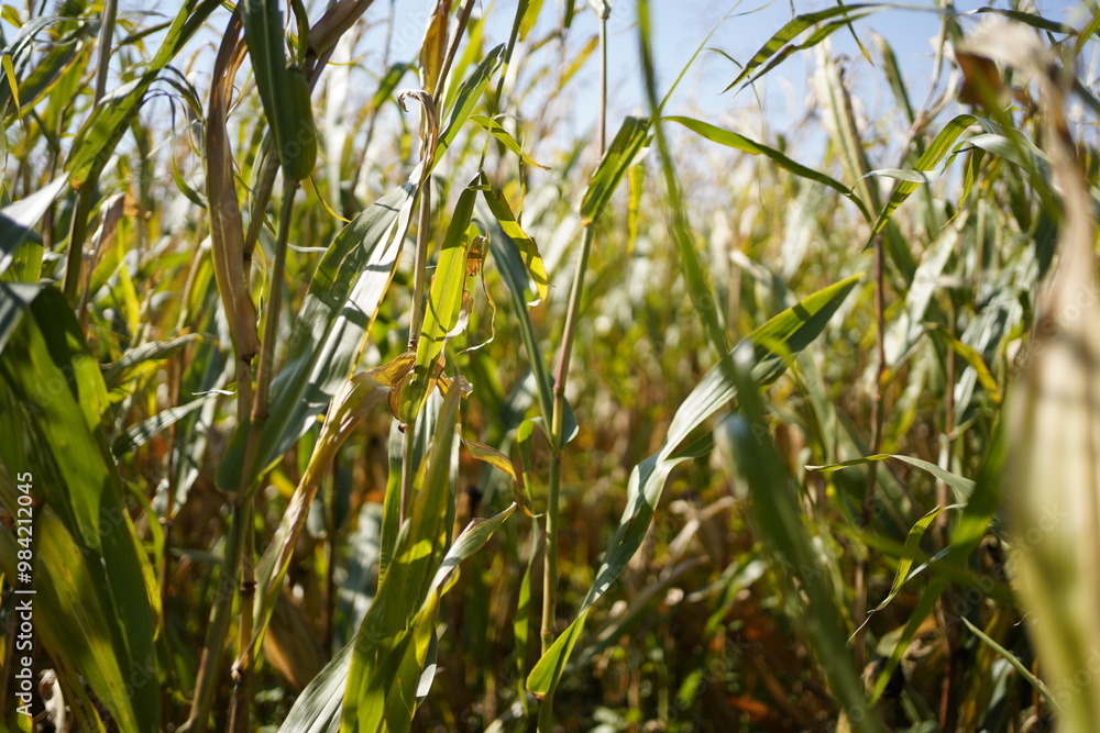Inside of a corn field on a sunny day Inside of a corn field on a sunny day