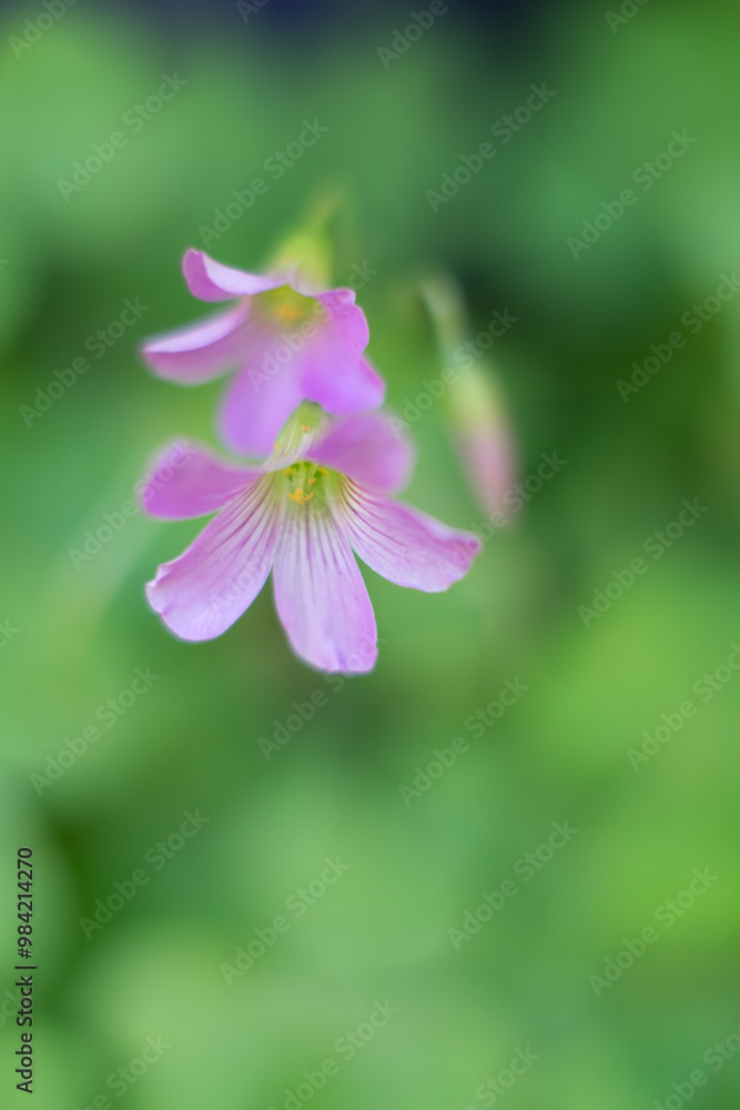 photo photo