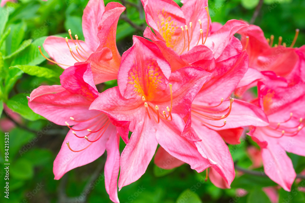 Orange-red Japanese rhododendron. Macro Orange-red Japanese rhododendron. Macro