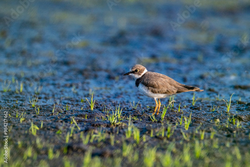 Młoda sieweczka rzeczna w podmokłym terenie.  Dżdżownik rzeczny związany z brzegami wód