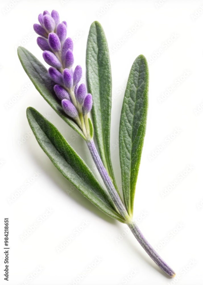 Fototapeta premium Lavender Leaf Isolated on White Background