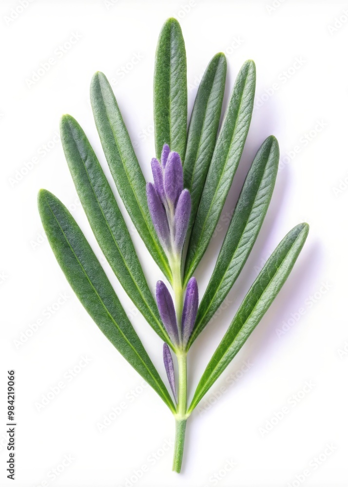Obraz premium Lavender Leaf Isolated on White Background