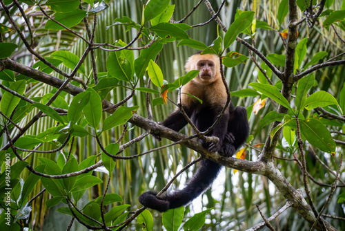 Mono Capuchino Entre la Vegetación del Parque Nacional Manuel Antonio, Costa Rica