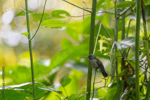 Colibrí Descansando Entre la Vegetación del Bosque Nuboso de Monteverde, Costa Rica