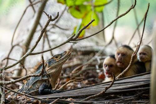 Iguana y Monos Capuchinos Interactuando en el Parque Nacional Manuel Antonio, Costa Rica photo