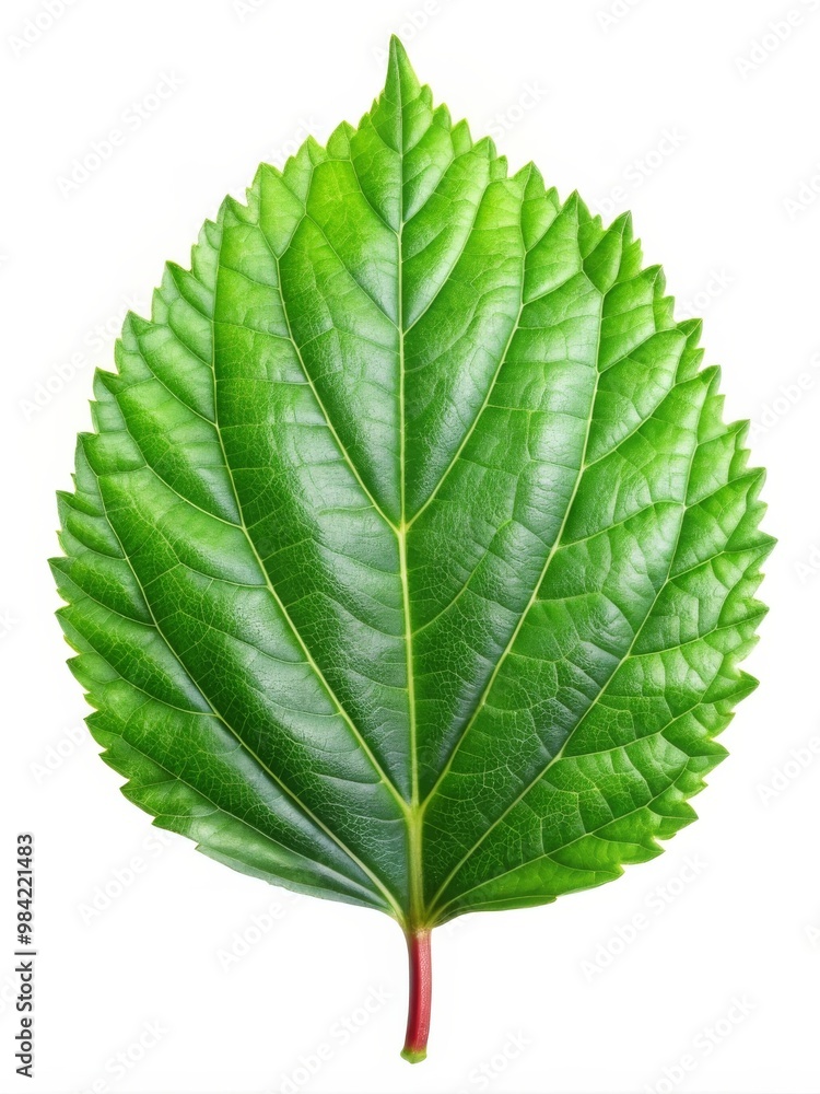 Hibiscus Leaf Isolated on White Background Hibiscus Leaf Isolated on White Background