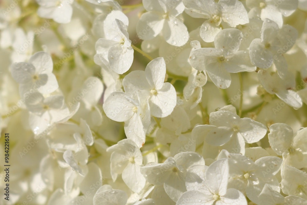 Beautiful close up image of delicate white hydrangea blossoms glistening in bright sunlight. Beautiful close up image of delicate white hydrangea blossoms glistening in bright sunlight.