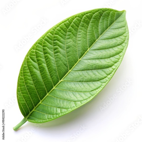 Isolated Guava Leaf on White Background