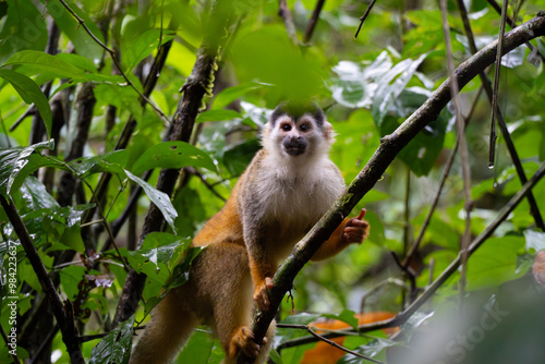 Mono Ardilla Entre la Vegetación del Parque Nacional Manuel Antonio, Costa Rica photo