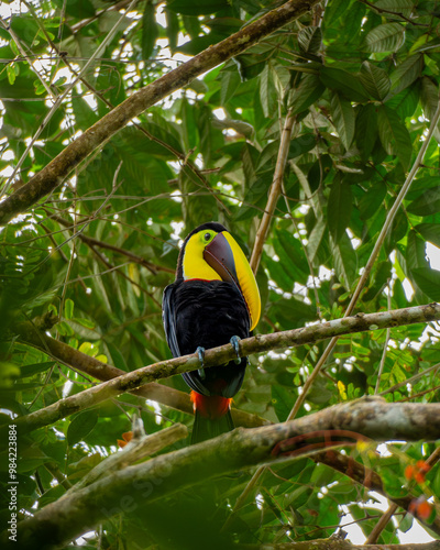 Tucán de Pecho Amarillo en lo Alto de los Árboles del Parque Nacional Corcovado, Costa Rica.
