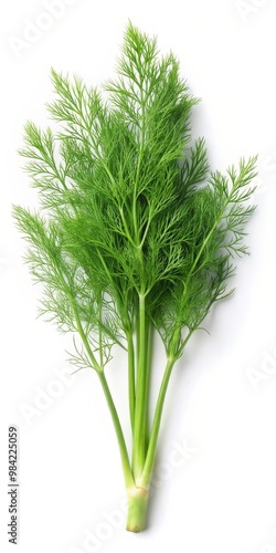 Fennel Leaf Isolated on White Background for Culinary and Health Concepts