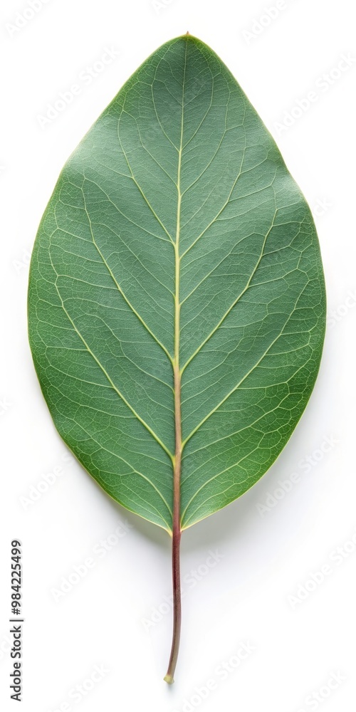 Obraz premium Eucalyptus Leaf Isolated on White Background