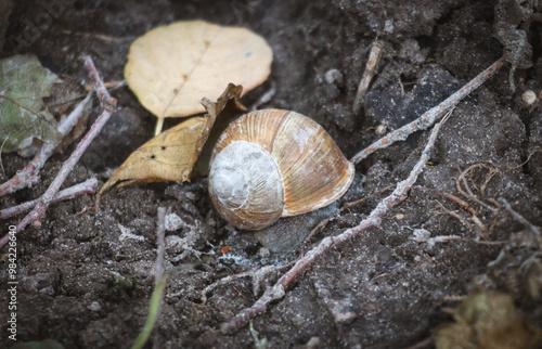 A small, brown and white shell is laying on the ground