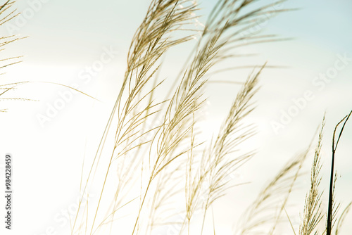 Quadro su tela Soft Grass Blades Against Gentle Sky Background