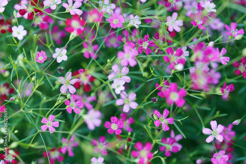 Colorful Wildflowers gypsophila in Bloom at Spring Season