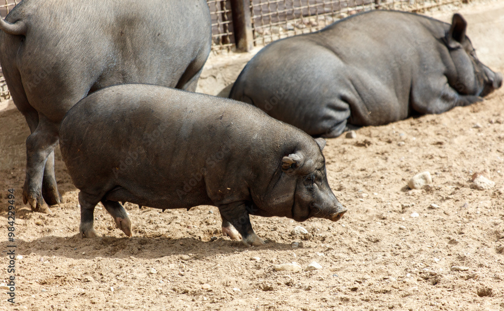 A pig is walking in a pen with other pigs A pig is walking in a pen with other pigs