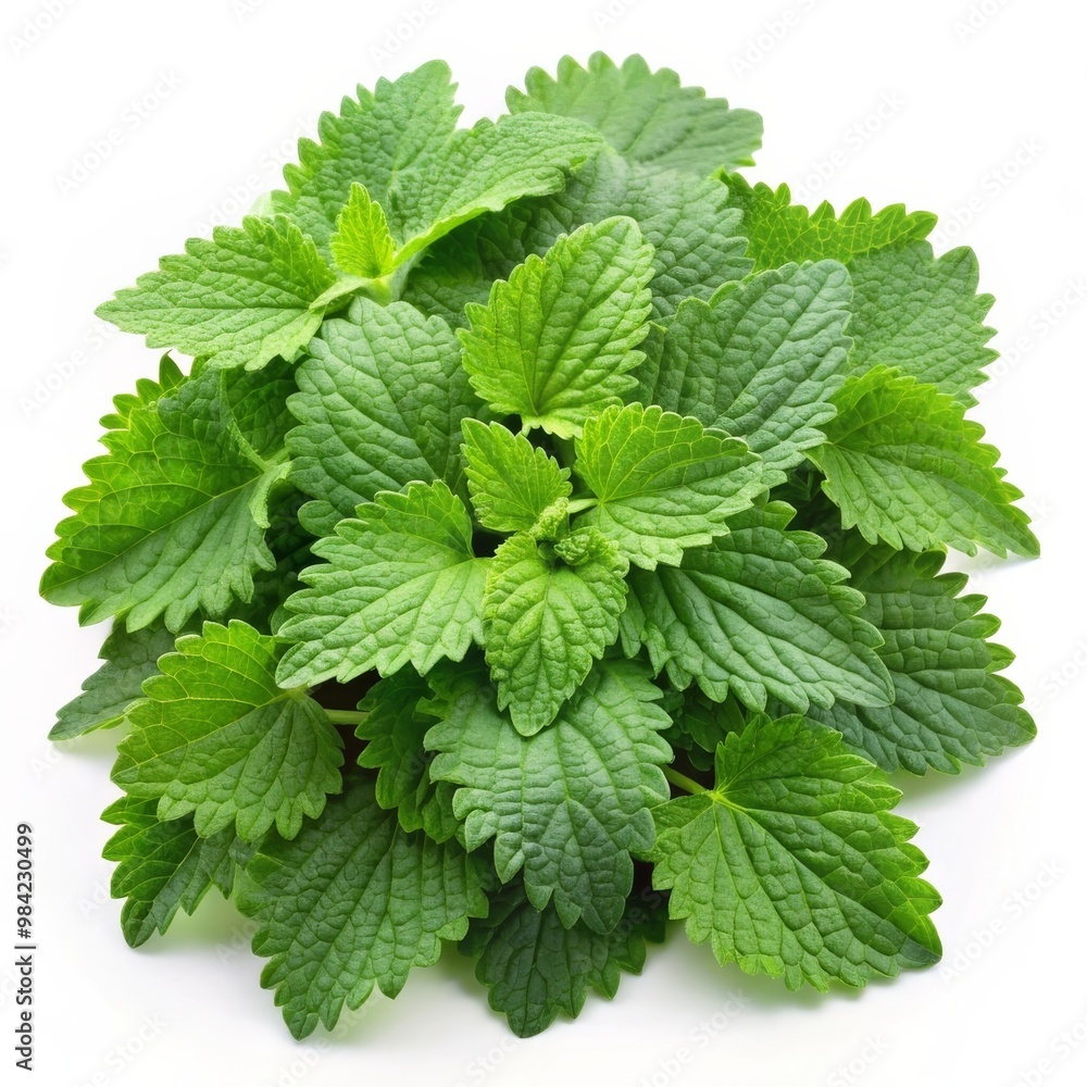 Fresh Catnip Leaves Isolated on White Background Fresh Catnip Leaves Isolated on White Background
