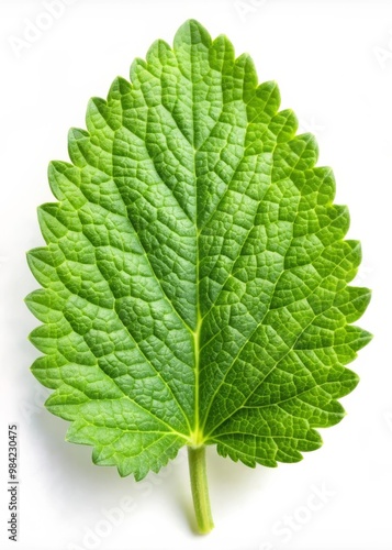 Fresh Catnip Leaf Isolated on White Background