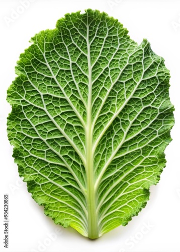 Cabbage Leaf Isolated on White Background