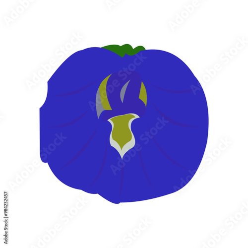 butterfly pea flower (Clitoria ternatea) blooms blue