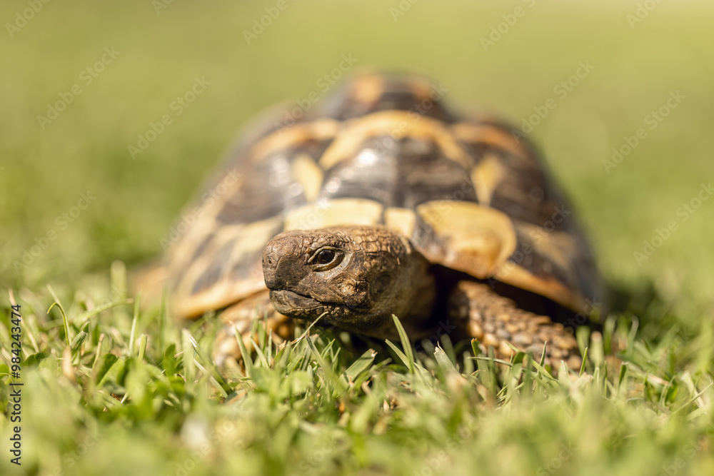 A greek tortoise (testudo hermanni) in a garden in summer outdoors A greek tortoise (testudo hermanni) in a garden in summer outdoors